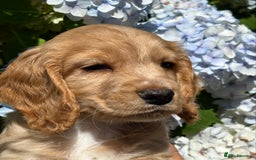 Cocker Spaniel dogs for sale: Stunning KC Reg Working Cocker Spaniels - Image 8