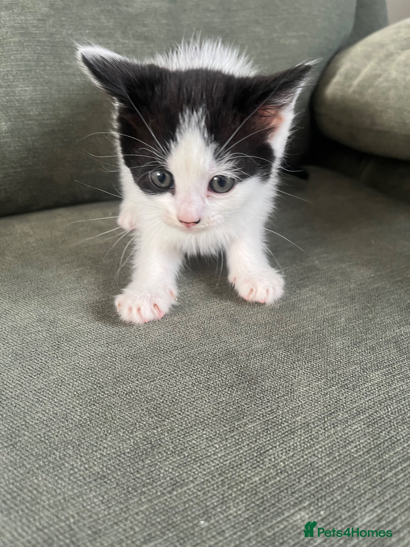 Mixed Breed cats Kittens 5 - Advert 11