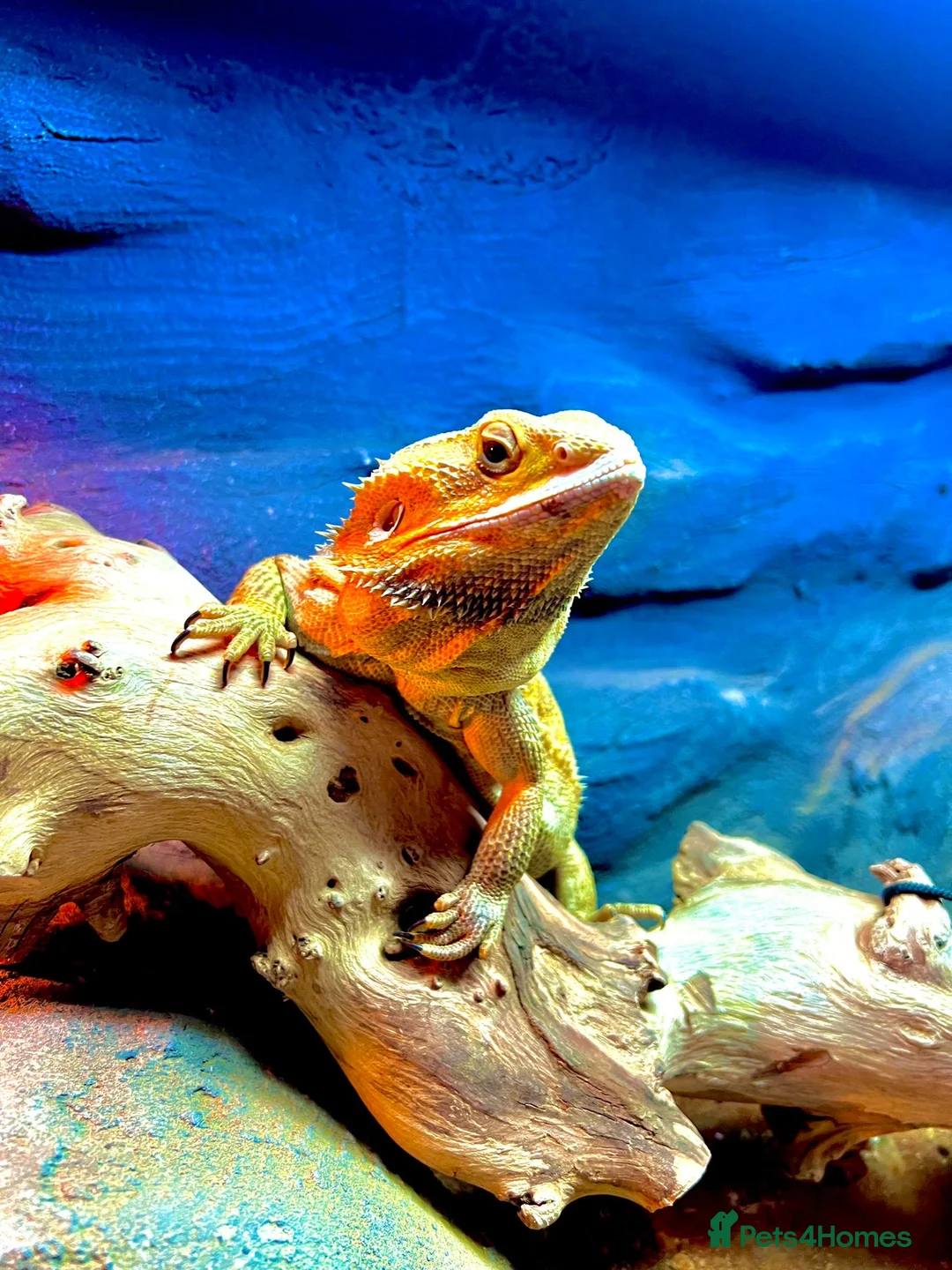 Bearded Dragon reptiles for sale: Bearded Dragon with Large Viv-Unique Natural Setup - Advert 2