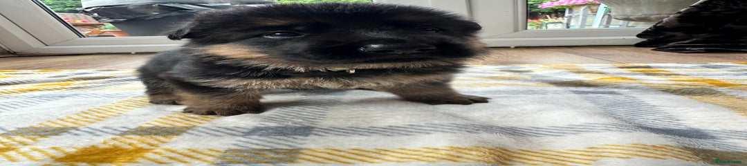 Michelangelo