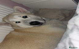 Mixed Breed dogs for sale: Rocket - Image 4