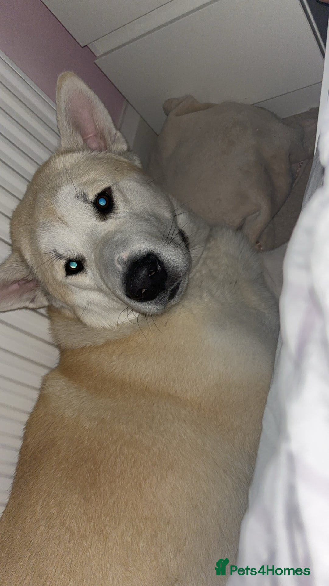 Mixed Breed dogs for sale: Rocket - Image 4