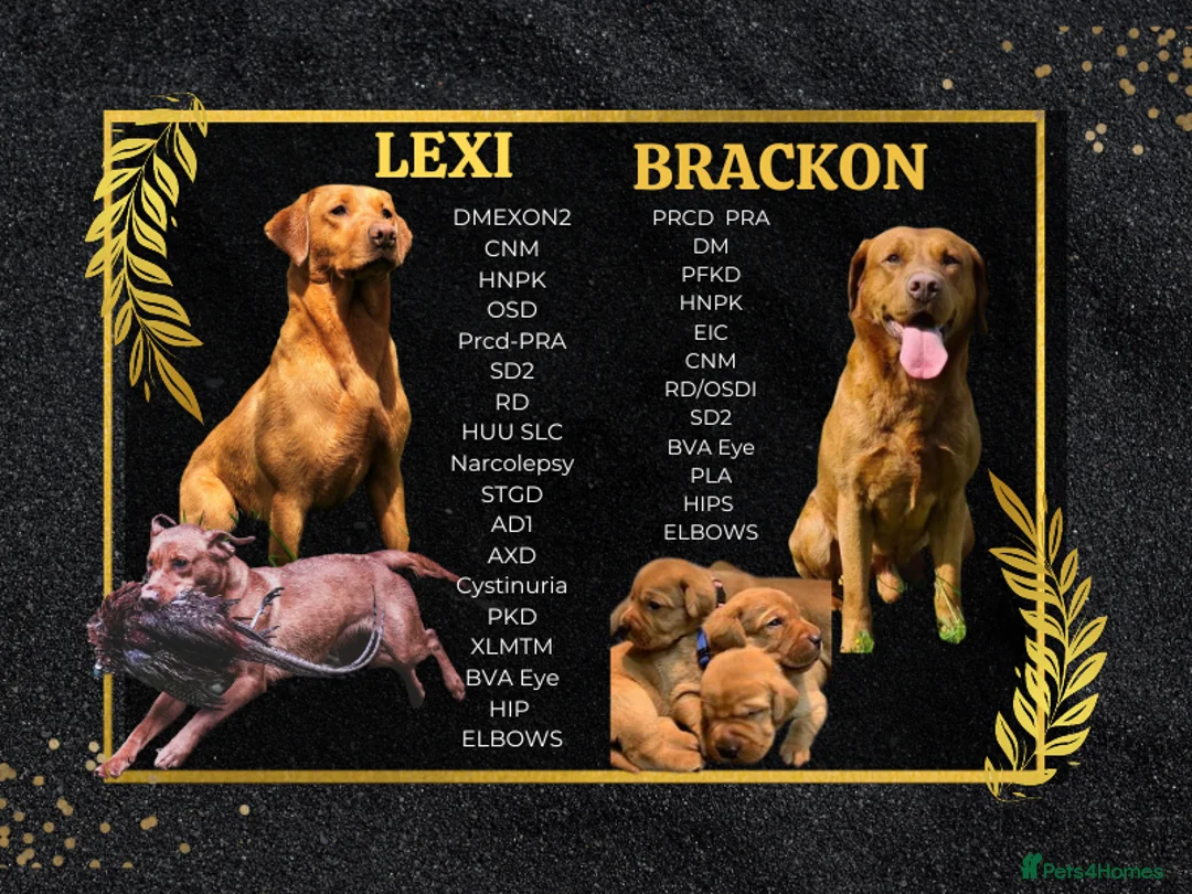 Labrador Retriever dogs for sale: Deep Red Labrador Puppies  - Advert 15