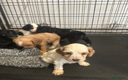 Mixed Breed dogs for sale: Cocker Spaniel x Cavapoo puppies available  - Image 1