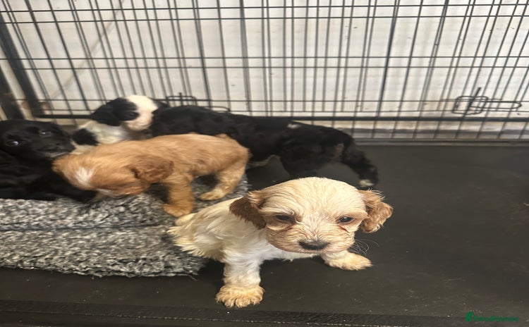 Mixed Breed dogs - Advert 13