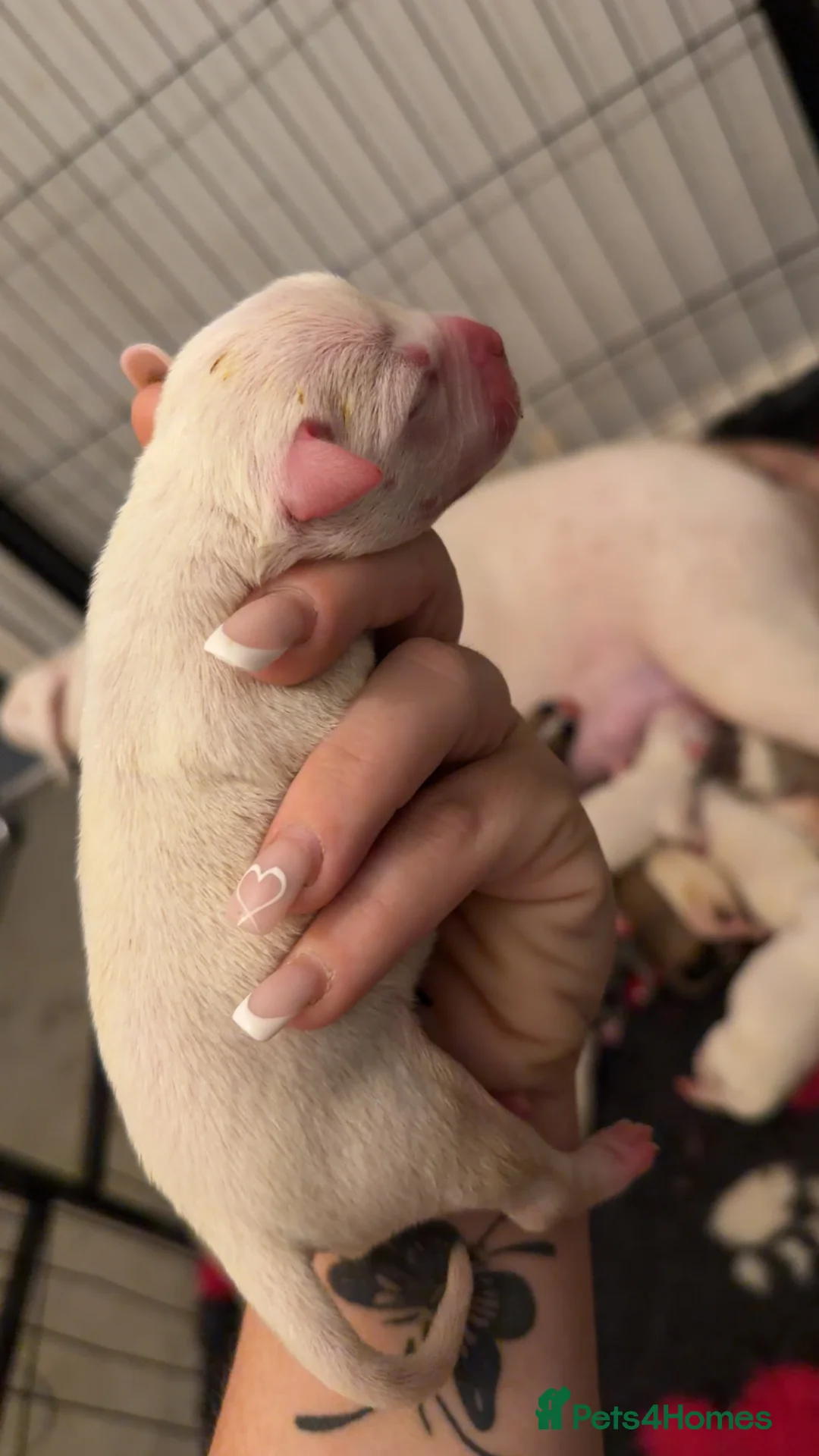 Mixed Breed dogs for sale: Lovely set mastiff x puppies here ❤️ - Advert 2