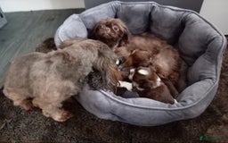 Shih Tzu dogs for sale: LOVELY imperial Shih Tzu for sale - Image 8