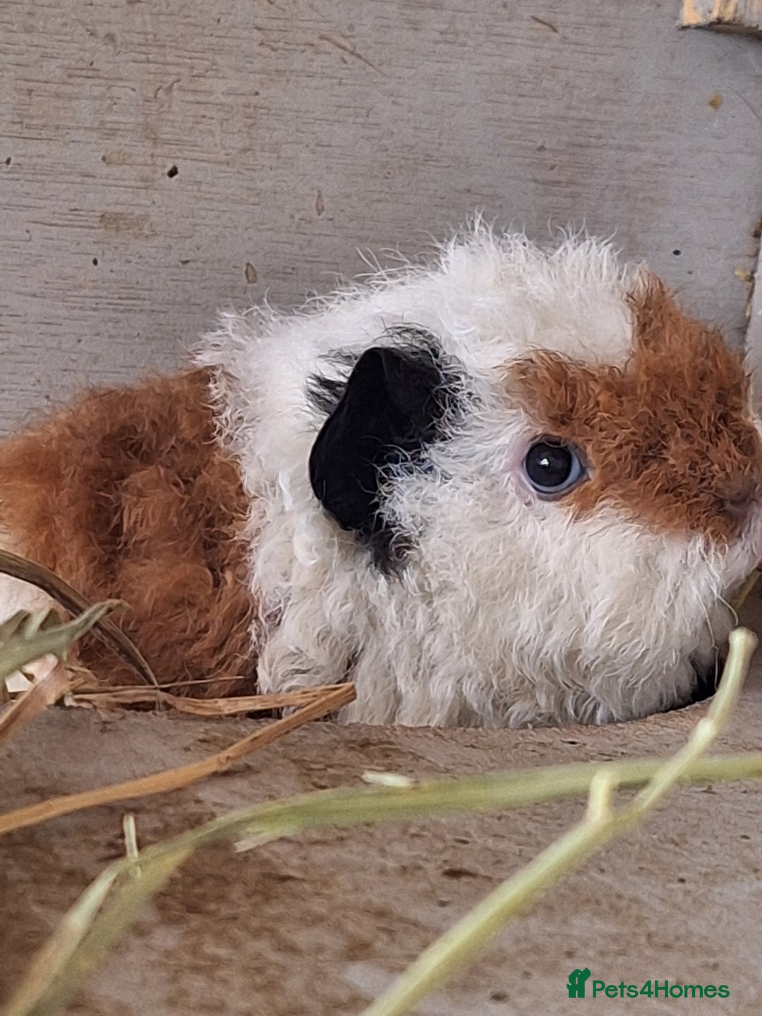 Guinea Pig rodents for sale: Pure Breed Merino pups  - Advert 2