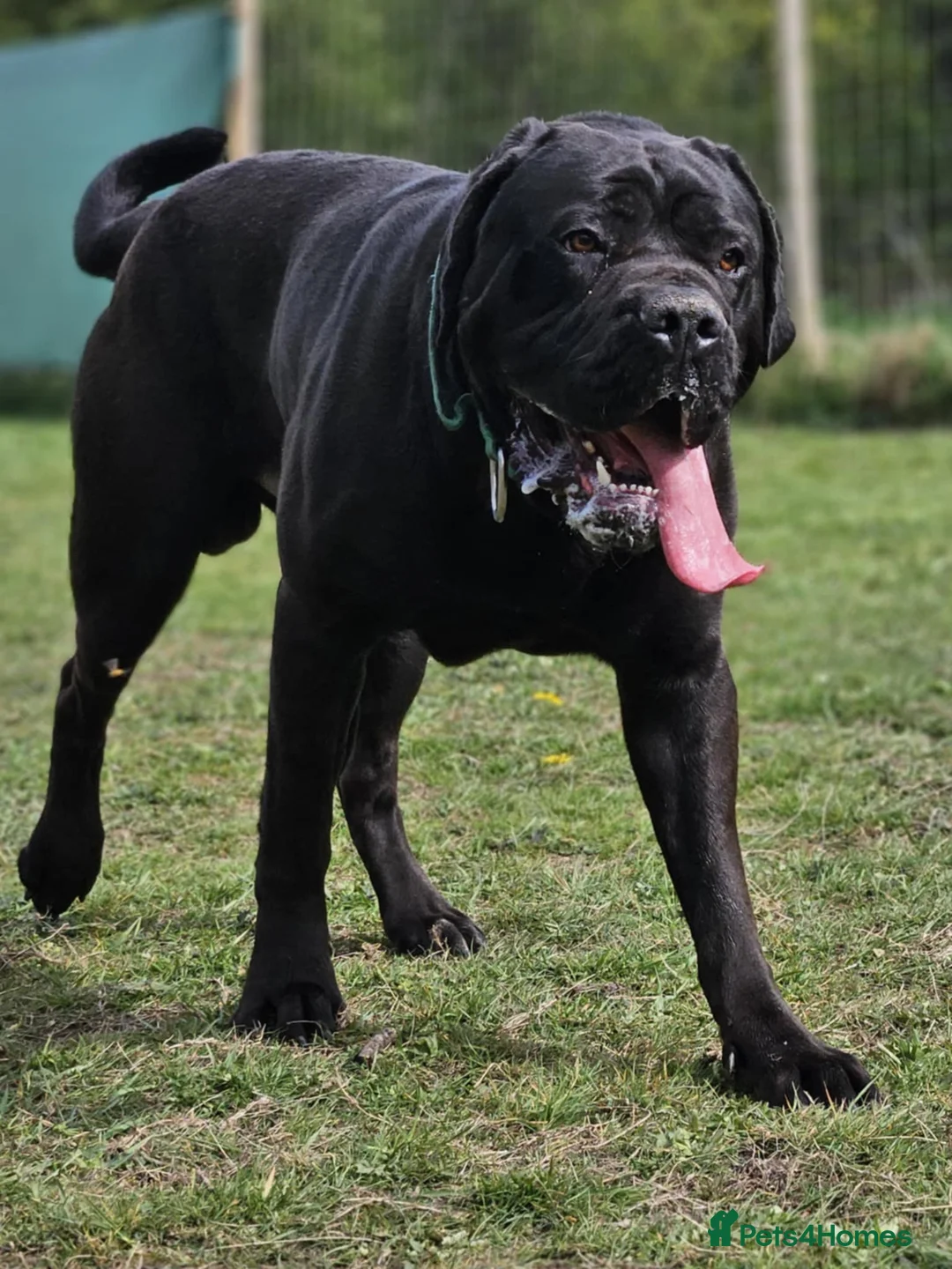 Cane Corso dogs for stud: Cane Corso for Stud in Doncaster - Advert 4