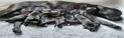 Labrador Retriever dogs for sale: Black Labrador Puppies in Kirkby Stephen - Advert 4