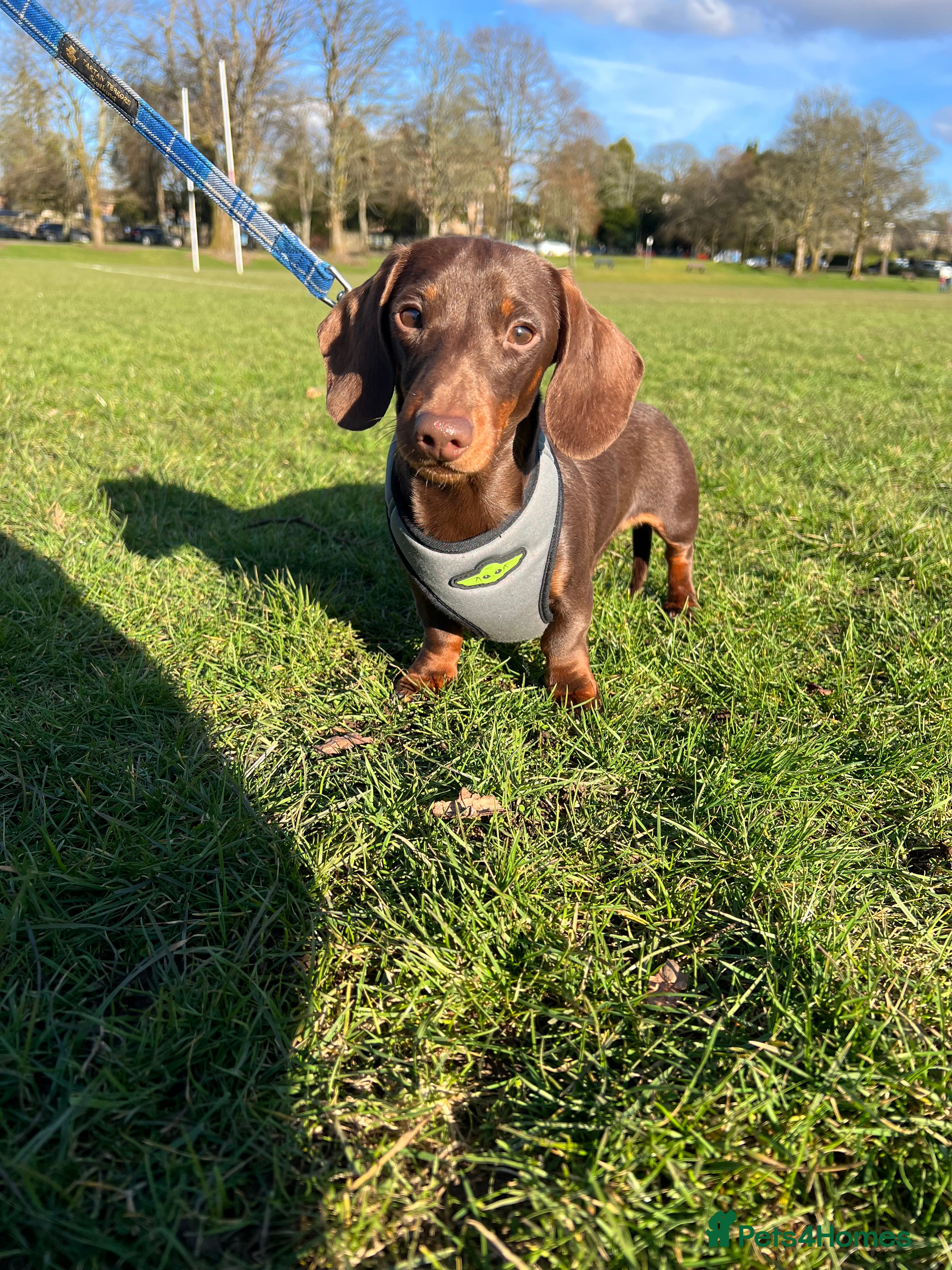 Miniature Dachshund dogs Miniature chocolate and tan(3.8kg)long carrier in Bridge of Weir - Advert 12
