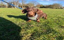 Miniature Dachshund dogs for stud: Miniature chocolate and tan(3.8kg)long carrier in Bridge of Weir - Image 1