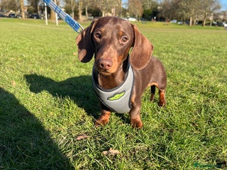 Miniature Dachshund dogs in Bridge of Weir - Advert 6