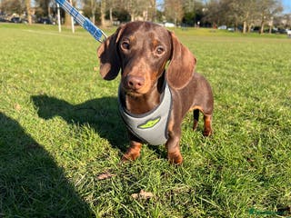 Miniature Dachshund dogs Miniature chocolate and tan(3.8kg)long carrier in Bridge of Weir - Advert 16