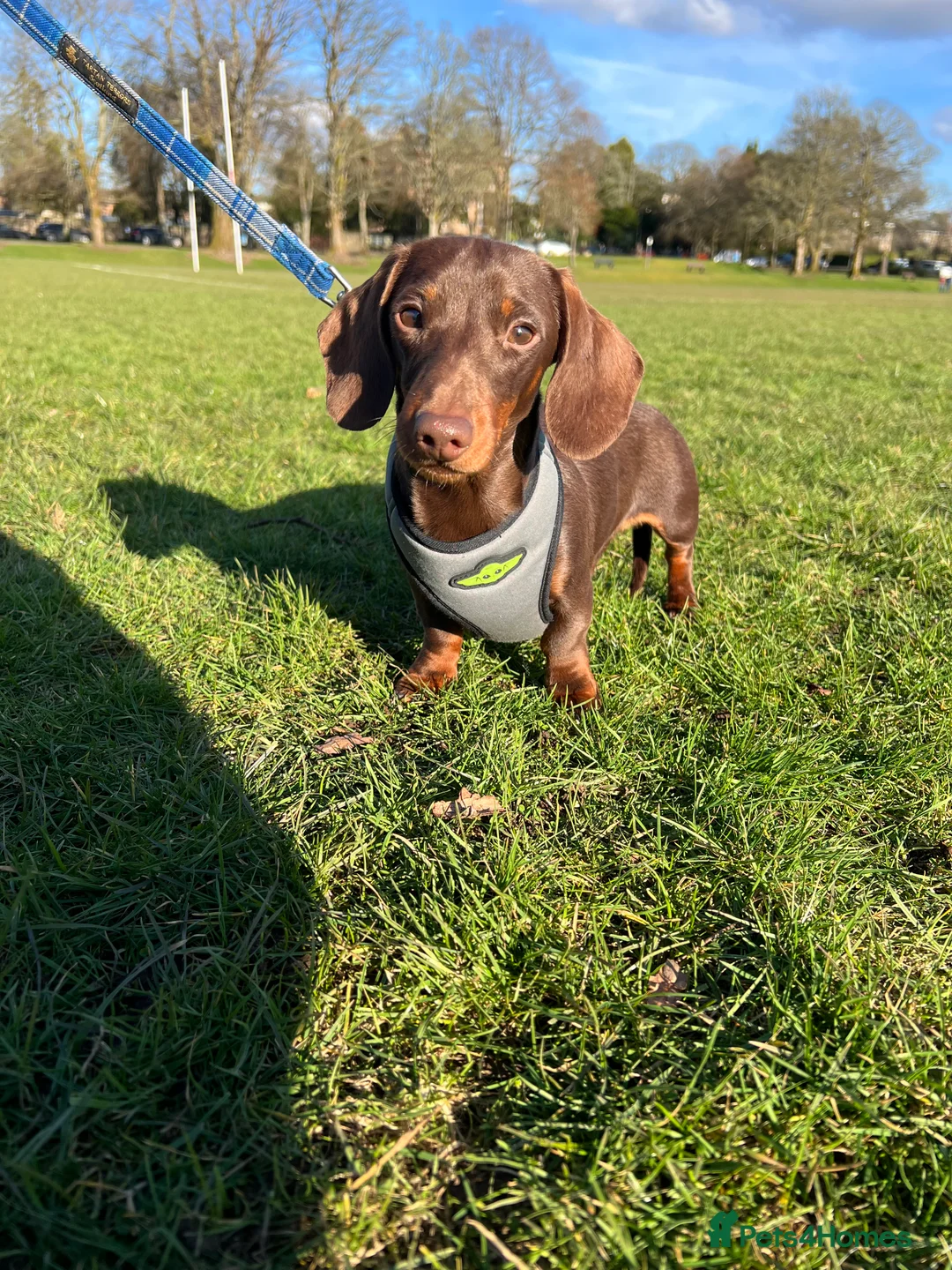 Miniature Dachshund dogs for stud: Miniature chocolate and tan(3.8kg)long carrier in Bridge of Weir - Advert 1