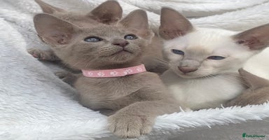 Mixed Breed cats - Advert 4