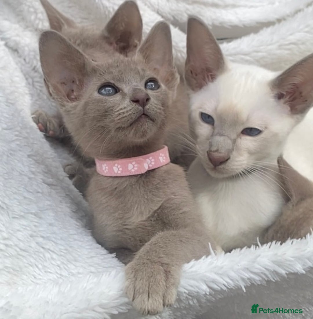 Mixed Breed cats for sale: Oriental X Siamese  - Image 2