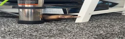 Ferret rodents for sale: Jill for sale - Advert 4