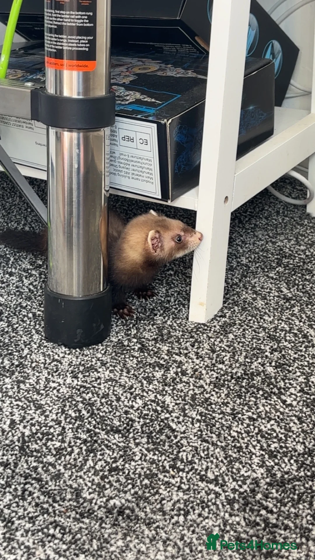 Ferret rodents for sale: Jill for sale - Advert 4