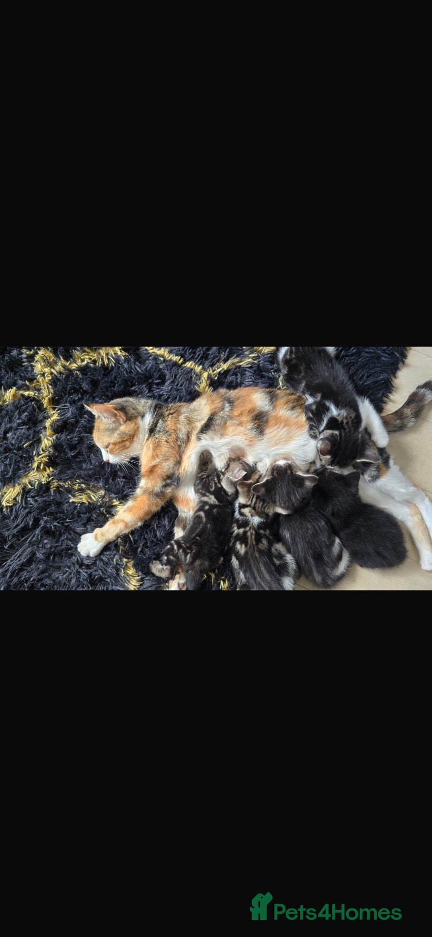 Mixed Breed cats Mixed breed/ Norwegian Forest Cat - Advert 1