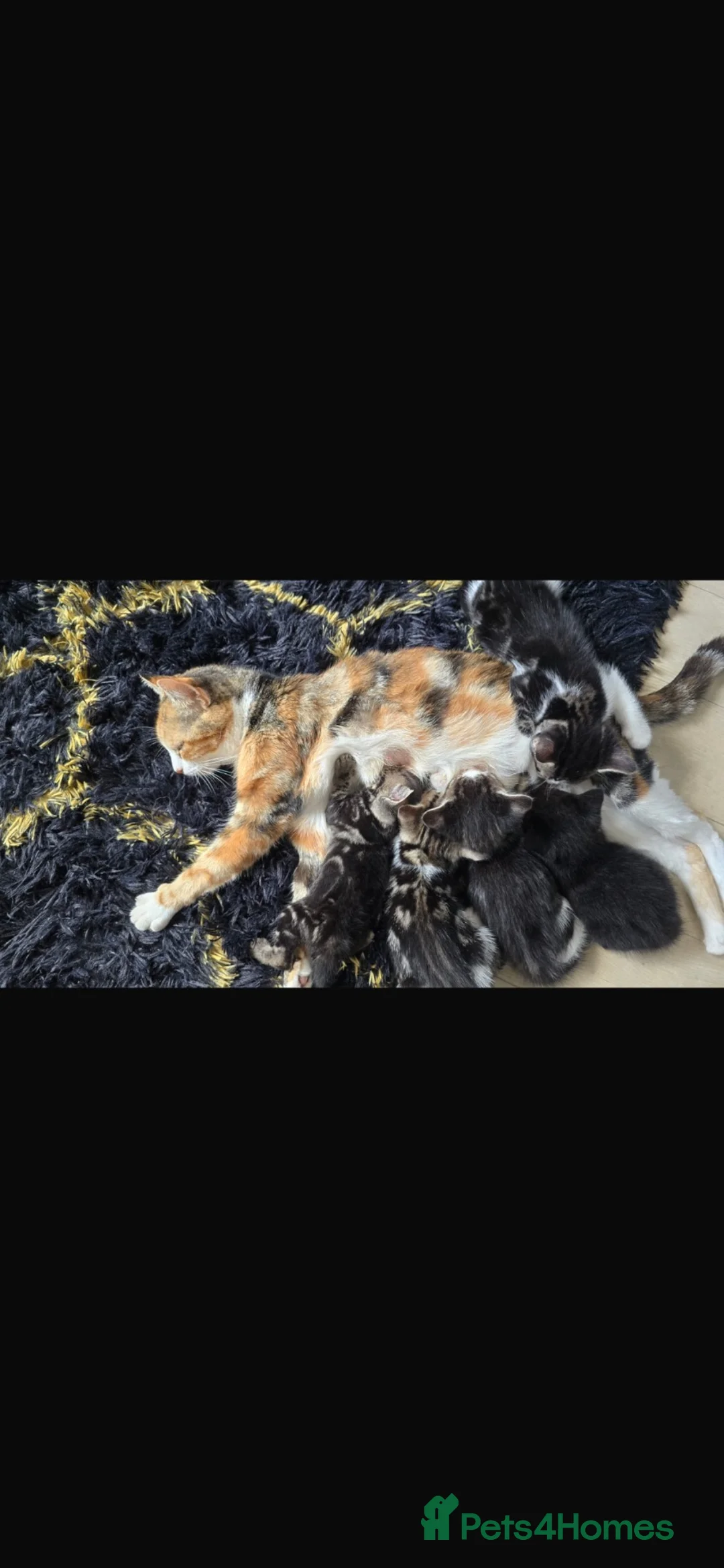 Mixed Breed cats for sale: Mixed breed/ Norwegian Forest Cat - Advert 1