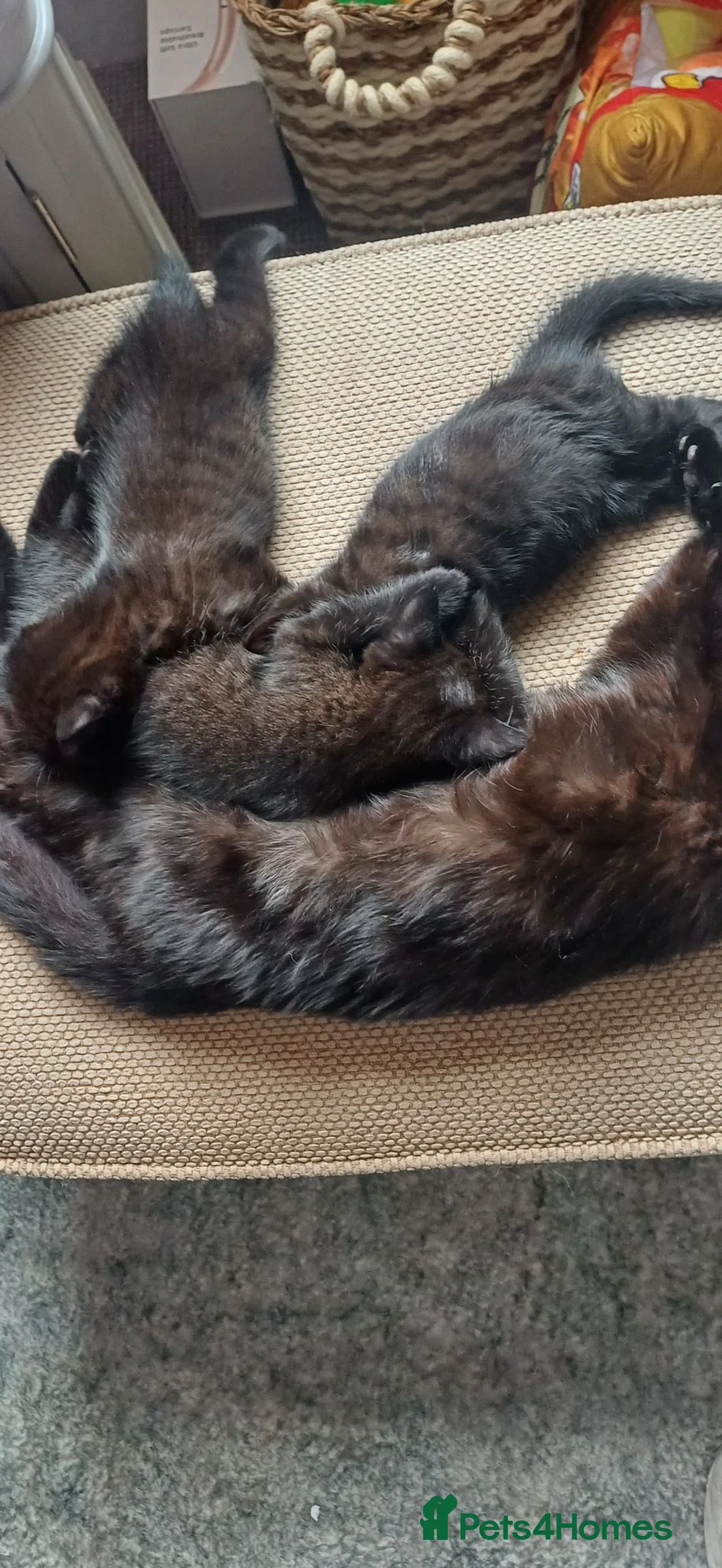 British Shorthair cats for sale: 3 lovely black kittens in Preston - Advert 2