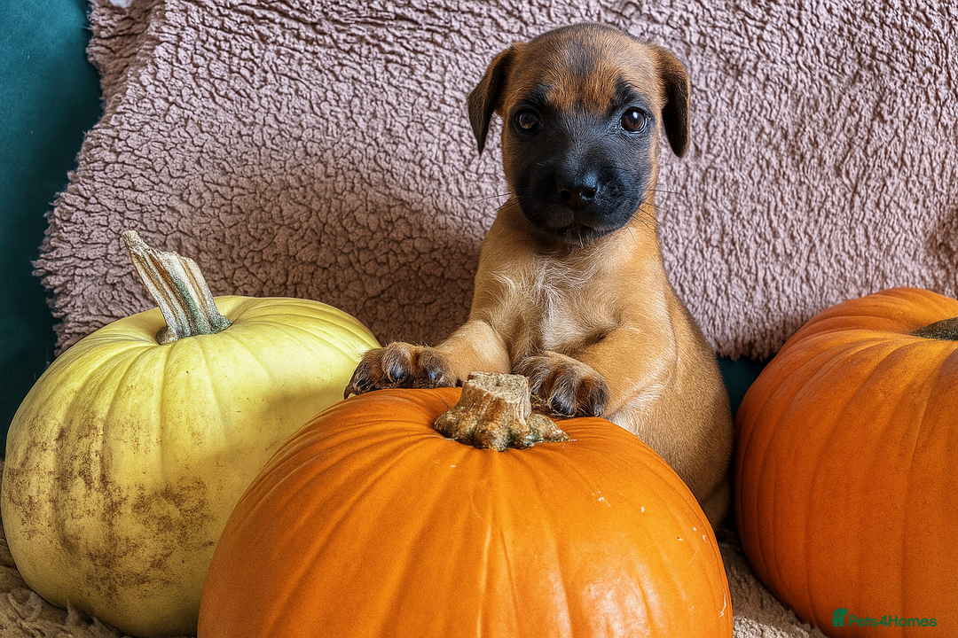 Mixed Breed dogs for sale: St berdoodle x Labrador puppies for forever homes  - Image 4