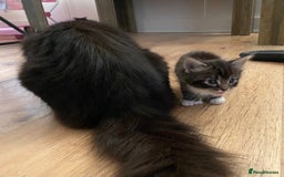 Maine Coon cats for sale: Beautiful Maine coon kittens for sale - Image 12