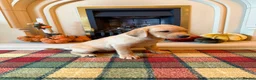 Labrador Retriever dogs for sale: *READY NOW* Stunning KC girls, tested&many FTCH/Ws - Advert 4