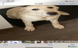 Labrador Retriever dogs for sale: Perfect Labrador Puppies - Image 8