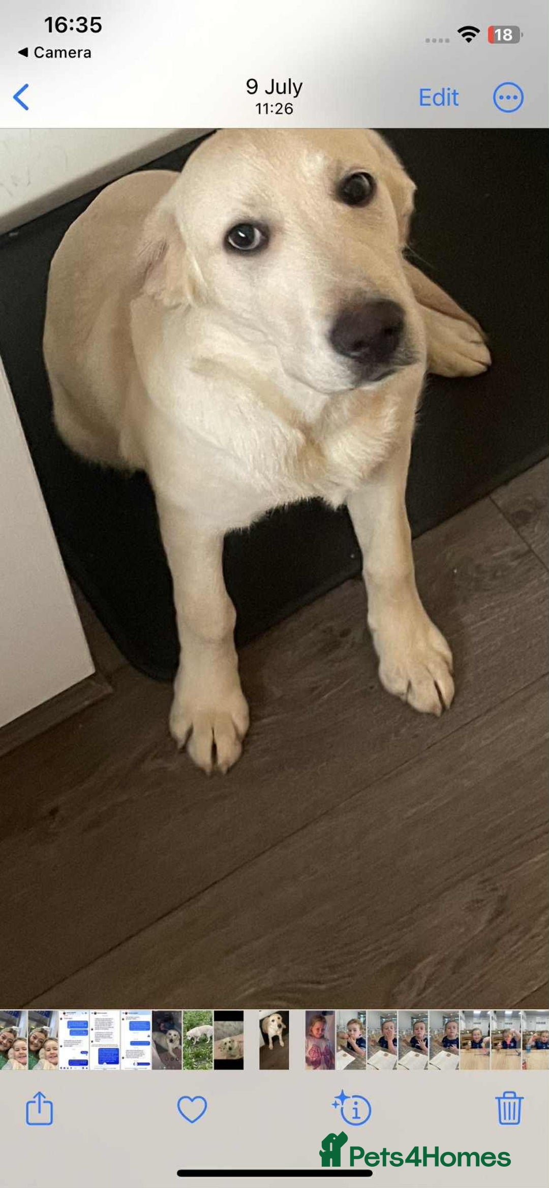 Labrador Retriever dogs for sale: Perfect Labrador Puppies - Image 8