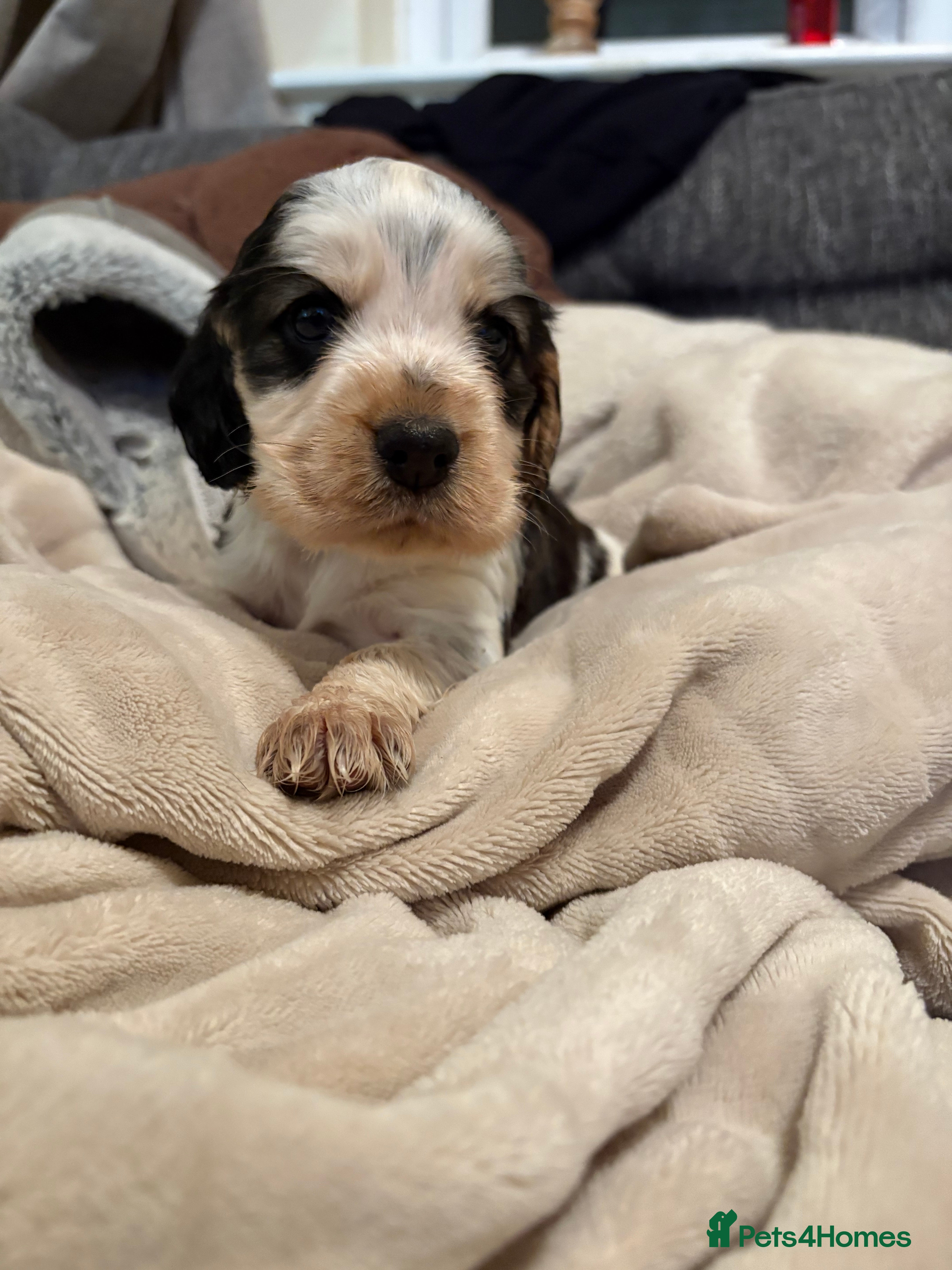 Cocker Spaniel dogs Quality kc show type cocker spaniels - Advert 11