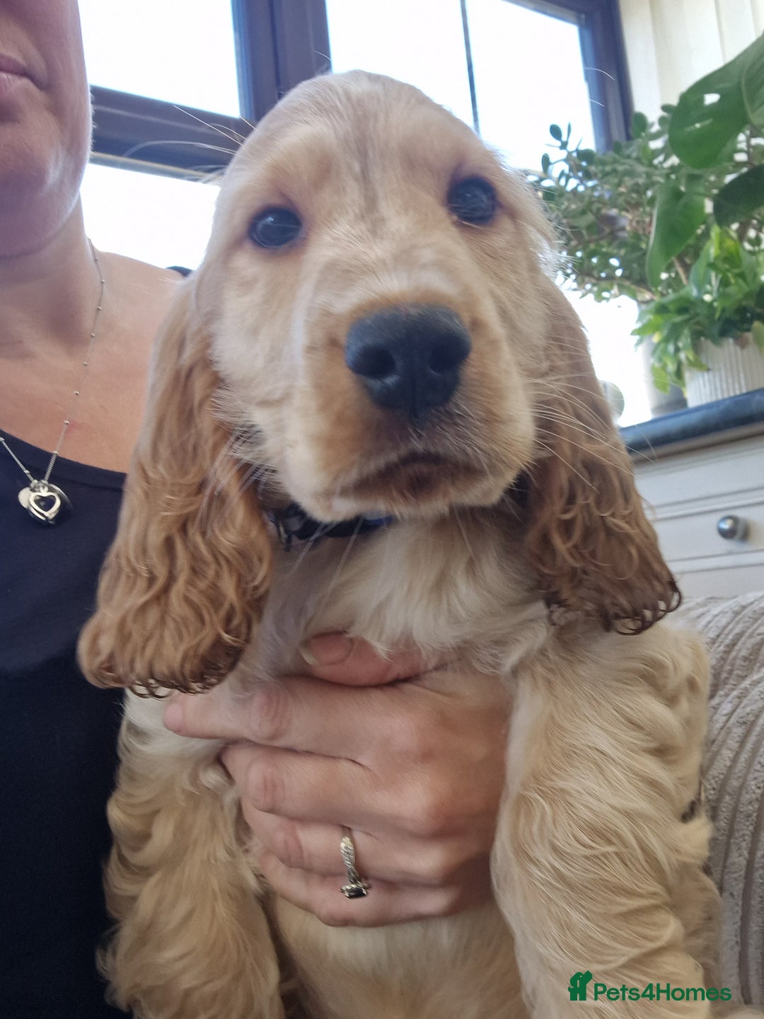 Cocker Spaniel dogs for sale: Pedigree English Show Cocker Spaniel Puppies - Advert 12