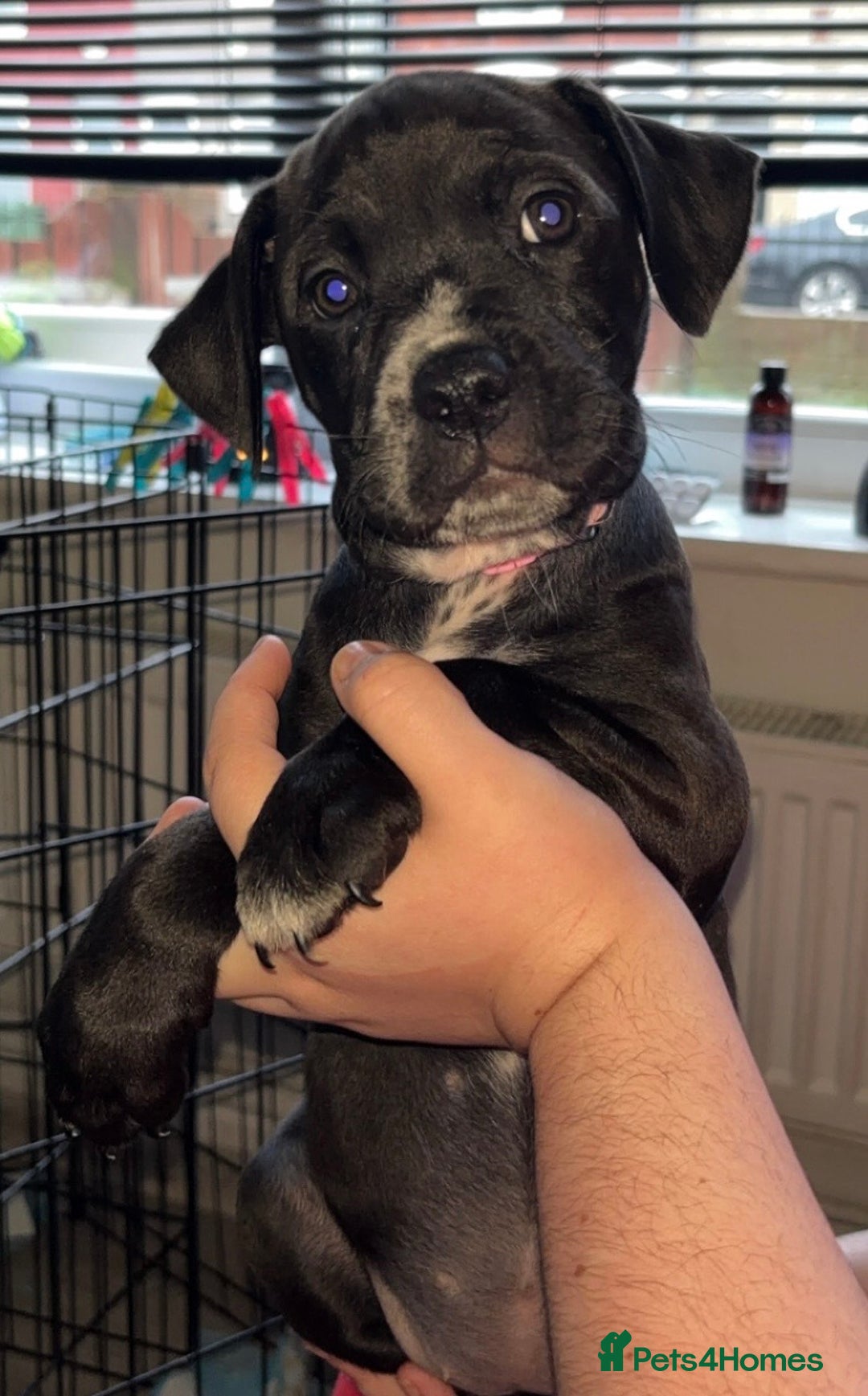 Mixed Breed dogs for sale: Dalmatian/Labrador cross staffy  - Advert 2