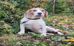 Beagle dogs for adoption: Charlie - the Beagle - Image 12