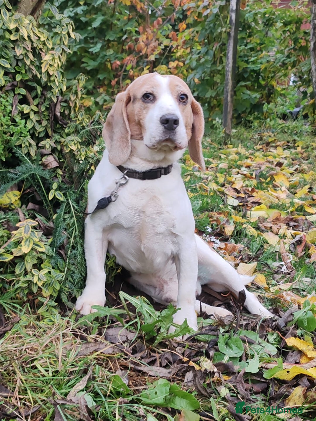 Beagle dogs for adoption: Charlie - the Beagle - Image 12