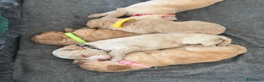 Cockapoo 1