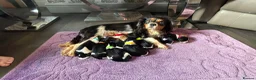 Cavalier King Charles Spaniel dogs for sale: KC registered King Charles cavaliers  - Advert 1