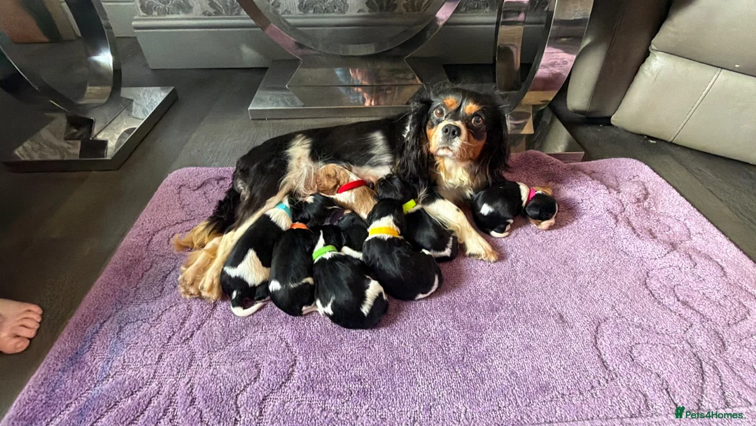 Cavalier King Charles Spaniel dogs for sale: KC registered King Charles cavaliers  - Advert 1