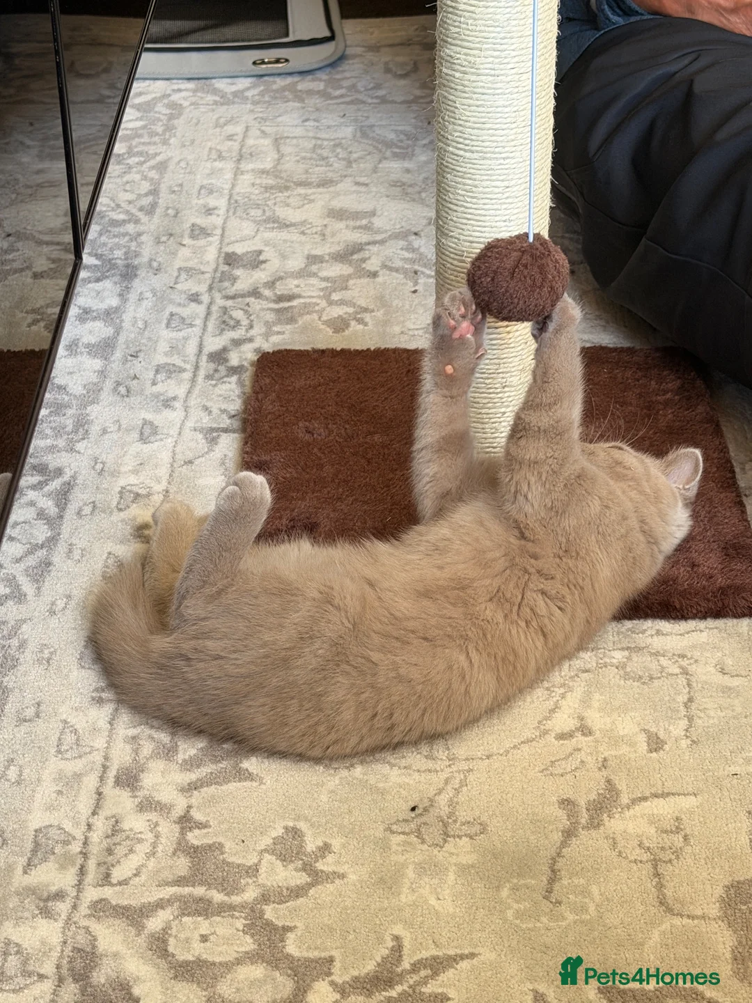 British Shorthair cats for sale: 14 Week Old British Shorthair Kitten - Advert 2