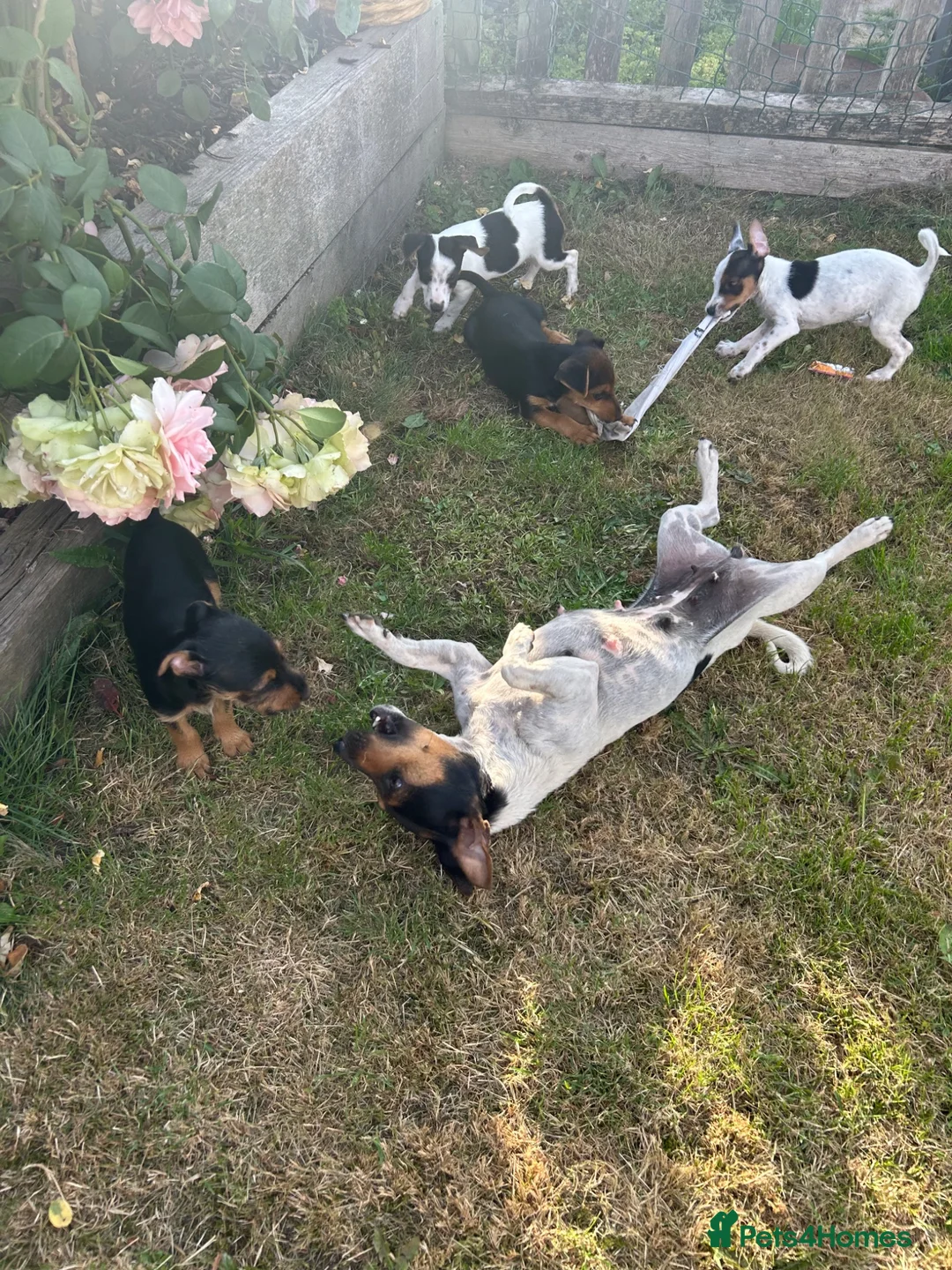 Jack Russell dogs for sale: Jack Russell terrier pups for sale - Advert 1