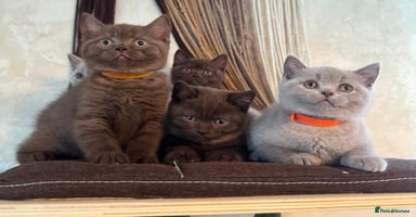British Shorthair cats 🐾 British Shorthair Kittens Looking for Homes 🏡 - Advert 6