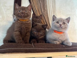 British Shorthair cats 🐾 British Shorthair Kittens Looking for Homes 🏡 - Advert 7