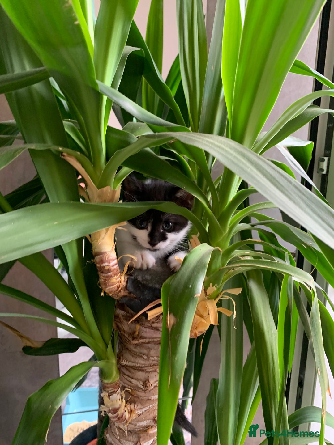 British Shorthair cats for sale: British Shorthair Kittens - Image 12