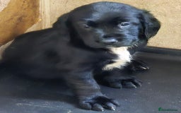 Cockerdor dogs for sale: Stunning cockerdor pups - Image 2