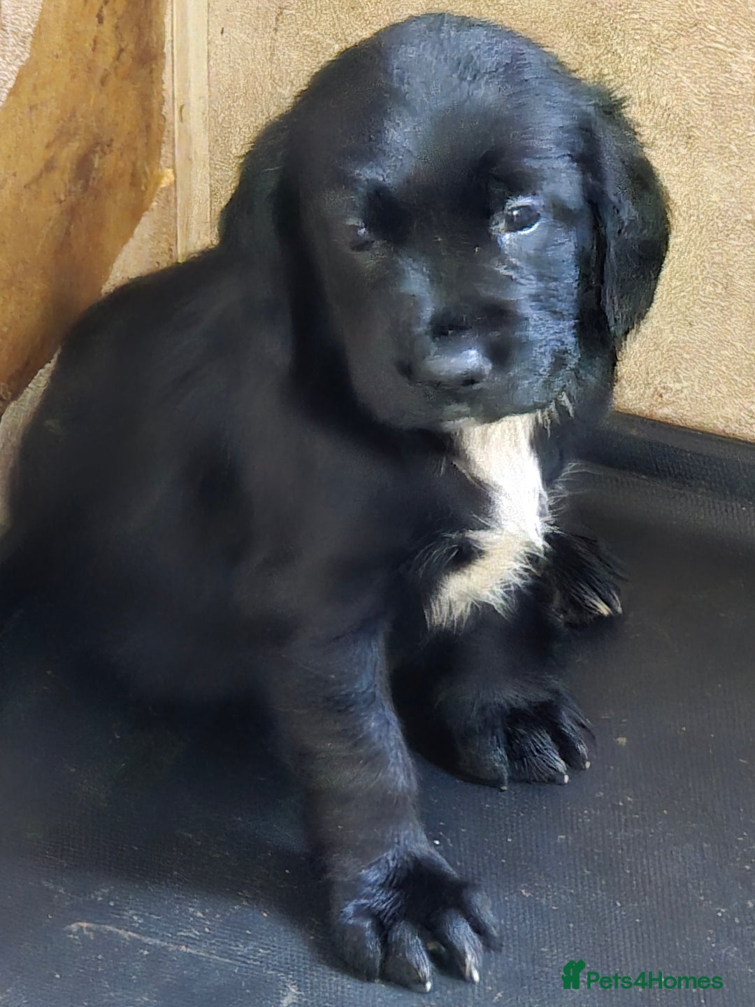 Cockerdor dogs for sale: Stunning cockerdor pups - Image 2