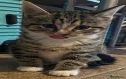 Domestic Shorthair cats for sale: Male and female tabby kitten - Image 2