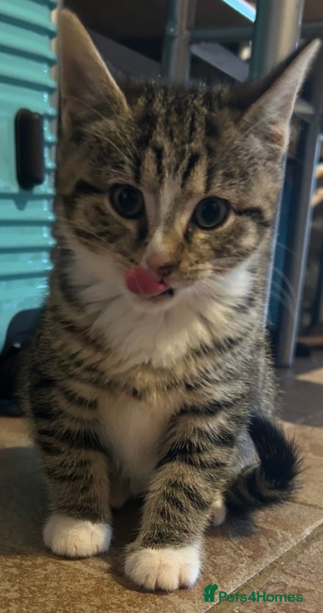 Domestic Shorthair cats for sale: Male and female tabby kitten - Image 2