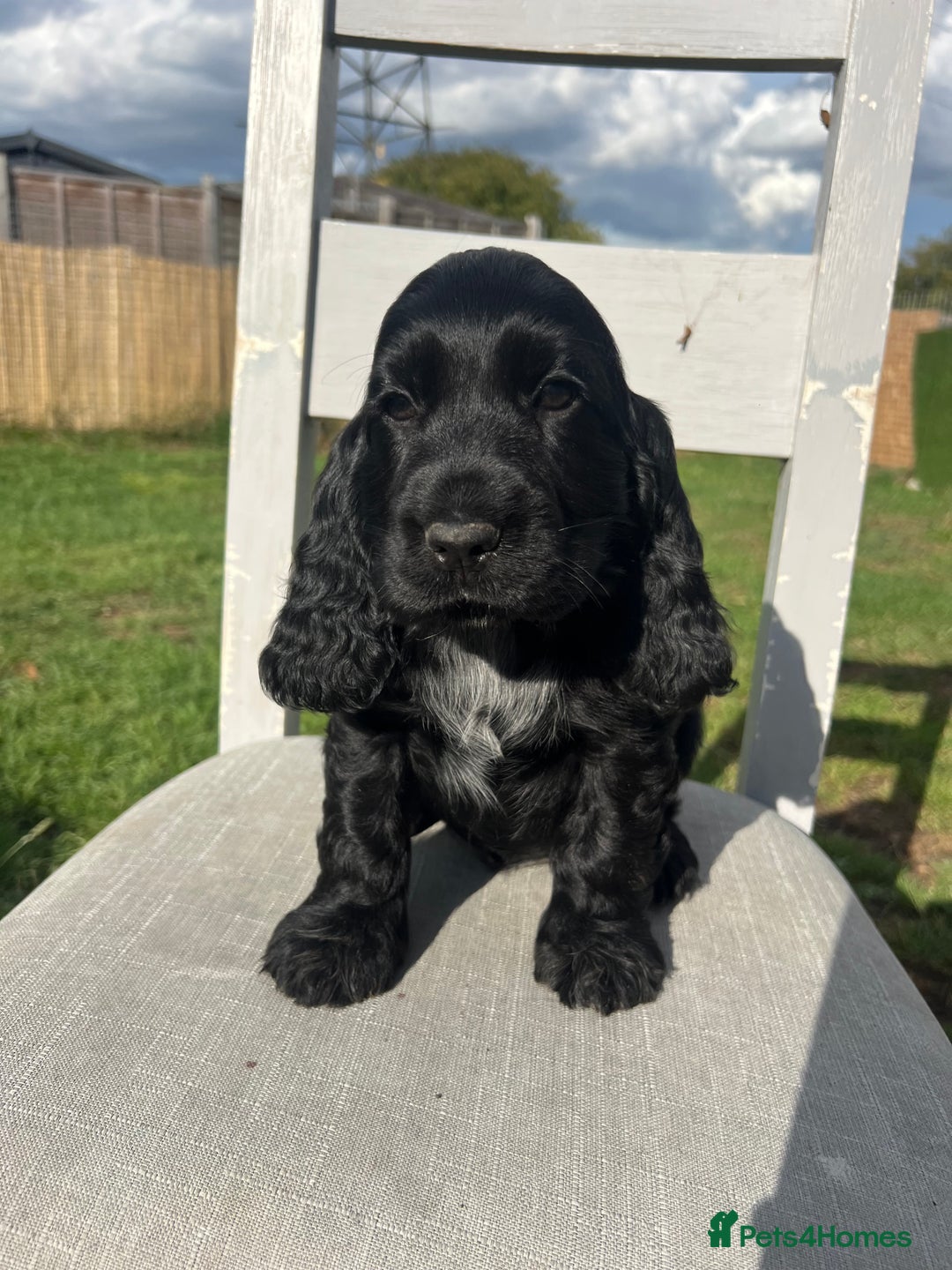 Cocker Spaniel dogs for sale: LAST 3 GIRLS ⭐️⭐️⭐️⭐️⭐️CH BLOODLINES  - Image 13