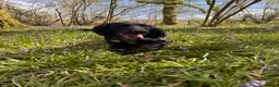 Sprocker dogs for sale: F1 sprocker 1 year old NEEDS BEHAVIOURAL WORK !  - Advert 3
